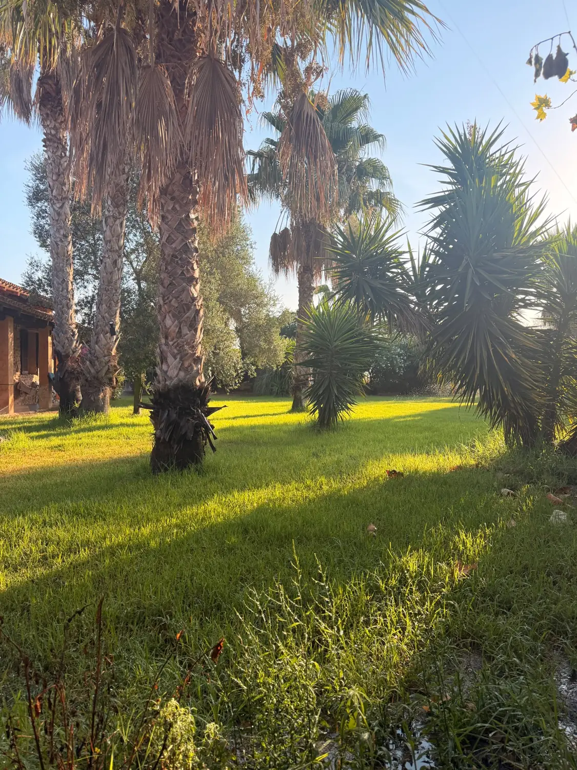 Garden in warm evening light