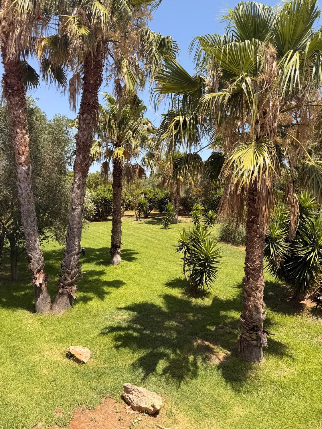 Palm garden on the grounds